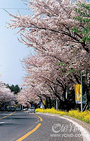 濟州島面朝大海 春暖花開