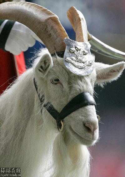 大鬧女王生日慶典 英軍公羊“比利”被降為二等兵