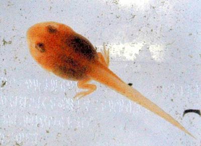 日本一男子稻田中發現11只罕見橙色蝌蚪 (圖)