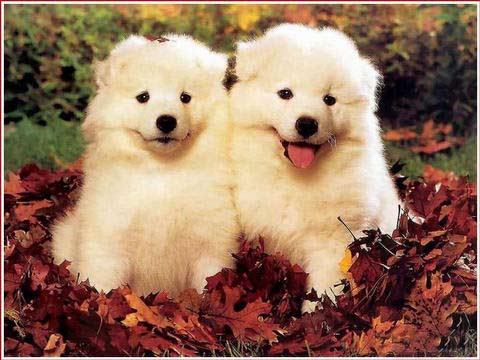 浪漫七夕之“愛相隨”