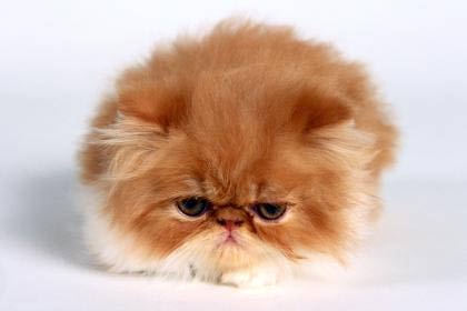 別理我，煩著呢！