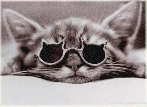 知道什么是酷嗎？