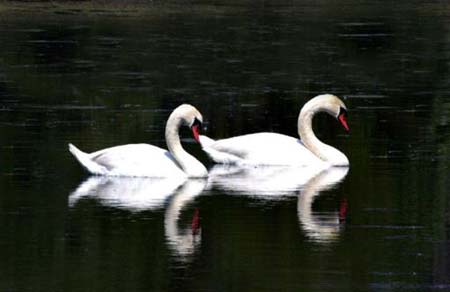 天鵝湖傳說之一
