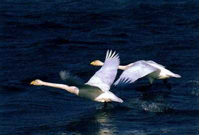 天鵝湖傳說之三