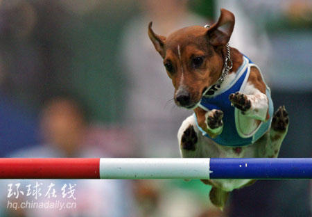 最有運動天賦的狗狗