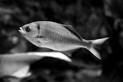 科學(xué)家破解古怪謎題：金魚會(huì)不會(huì)放屁？