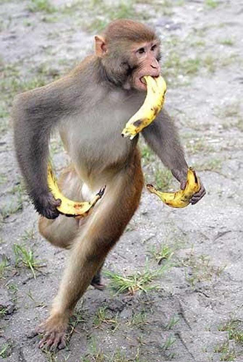 得手了，趕快撤啊！