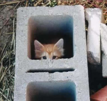 我想有個家之五