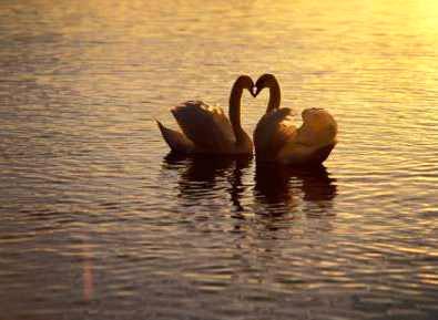 情人節(jié)特輯之“相濡以沫”