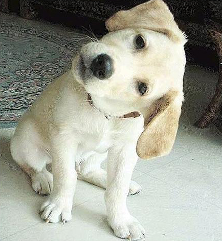 老兄，照相機(jī)拿倒了！