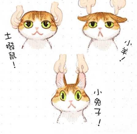 貓咪“變形金剛”