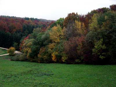 德歡迎中國人買林伐木 構建雙贏局面