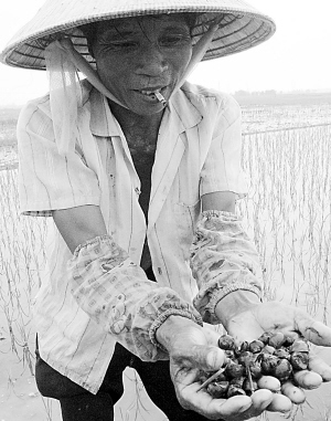 外來物種釀災難 洋生物威脅中國