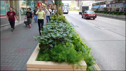 香港細節之綠化意識(組圖)