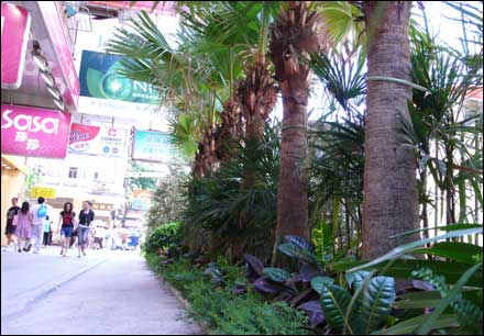 香港細節之綠化意識(組圖)