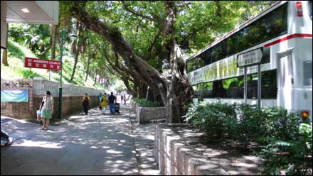 香港細節之綠化意識(組圖)