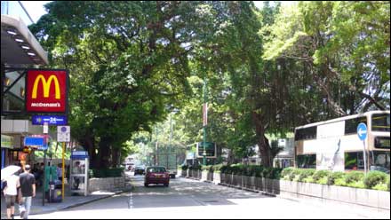 香港細節之綠化意識(組圖)