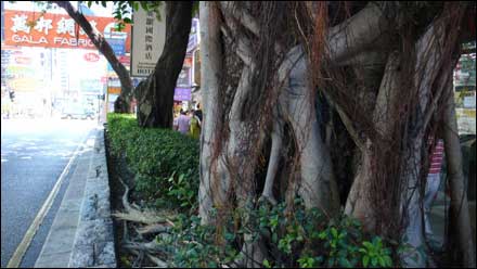 香港細節之綠化意識(組圖)