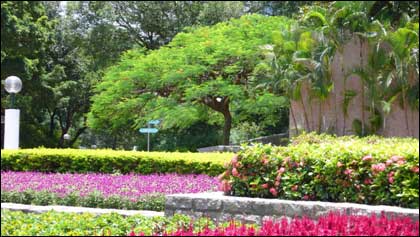 香港細節之綠化意識(組圖)