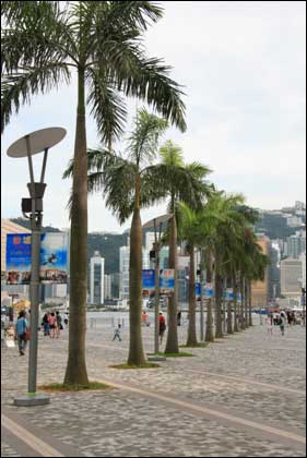 香港細節之綠化意識(組圖)