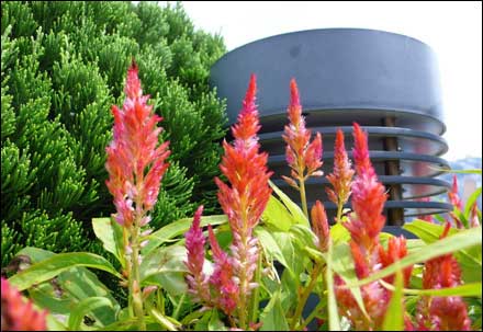 香港細節之綠化意識(組圖)