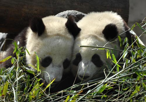 贈港大熊貓盈盈、樂樂