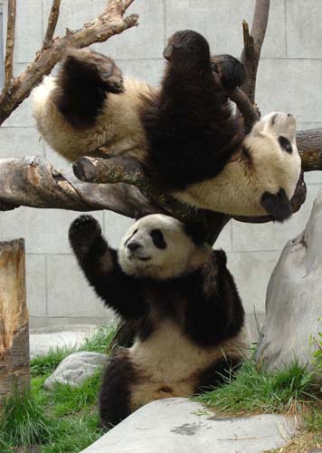 贈港大熊貓盈盈、樂樂