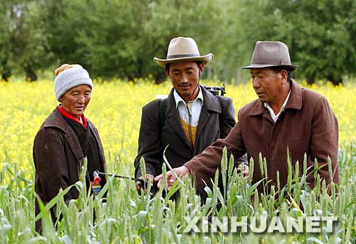 2003年6月29日，西藏堆龍德慶縣羊達村共產黨員、農業技術員晉美（右）在指導村里的藏族群眾防治小麥病蟲害。西藏自治區堆龍德慶縣羊達村黨支部多年來全心全意為村民辦實事，帶領群眾發展經濟，樹立了良好的黨員形象。羊達村位于海拔3700多米的高原，自然條件惡劣。在黨員們的帶動下，村民克服困難，調整種植結構，大力推廣實用科學技術，使羊達村成為堆龍德慶縣有名的蔬菜基地和“小康”村。 新華社發 