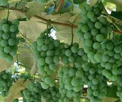 魅力甘肅——記網絡媒體河西行