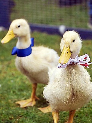 凱特家鄉(xiāng)舉辦熱鬧慶祝活動 村民激動落淚