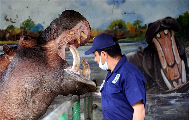 明星河馬乖乖看牙醫 主人是哥倫比亞大毒梟