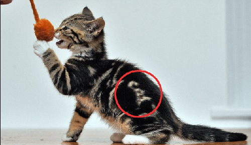 “喵喵！我是貓！” 英國虎斑貓持有天然“名片”