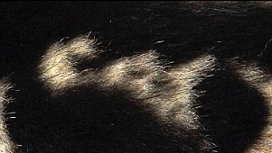 “喵喵！我是貓！” 英國虎斑貓持有天然“名片”