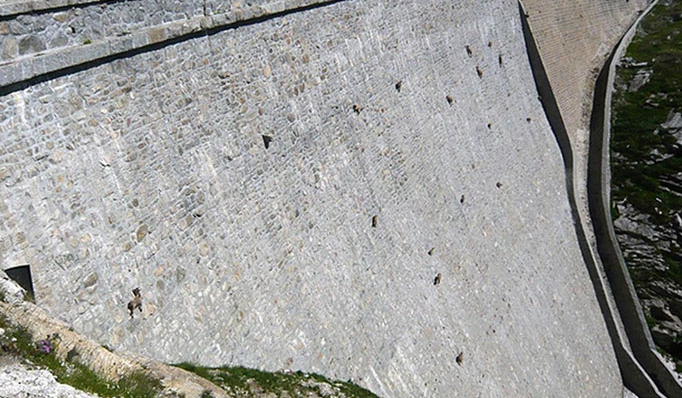 為“吃鹽”玩命 意大利野山羊變“蜘蛛俠”