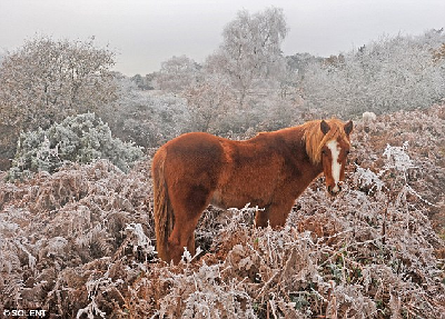 看動物如何挑戰(zhàn)英國“世紀(jì)嚴(yán)寒”