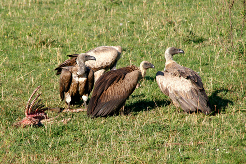 沙特“逮捕”以間諜禿鷹 鱷魚為波多黎各毒販護院