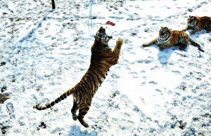 沈陽動物園老虎餓死幕后:園區被抵押貸款建球場