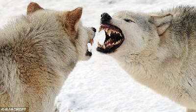 看動(dòng)物如何挑戰(zhàn)英國(guó)“世紀(jì)嚴(yán)寒”