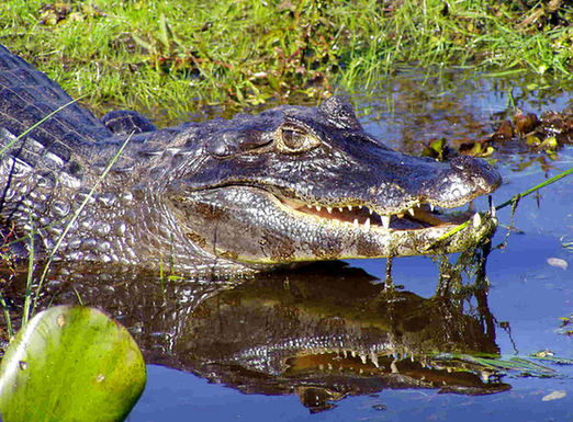 沙特“逮捕”以間諜禿鷹 鱷魚為波多黎各毒販護院