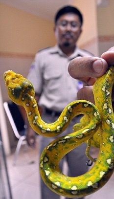 航班蛇患險些上演！走私犯手提行李暗藏40條蟒蛇