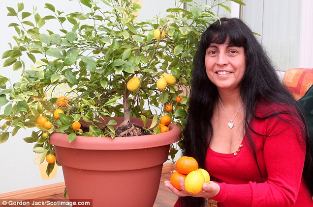 英國怪事： 橘子樹上長檸檬