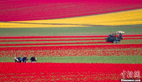 趣圖：美國拉斯維加斯舉行鄉村搖滾周車展