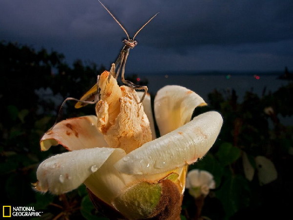 趣圖：美國拉斯維加斯舉行鄉村搖滾周車展