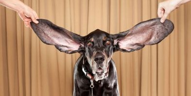美一獵犬兩耳總長0.65米 獲世上最長耳朵狗稱號