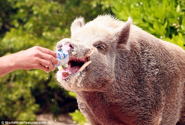每天吃喝玩樂是主業(yè)！巴哈馬小豬悠閑生活令人羨