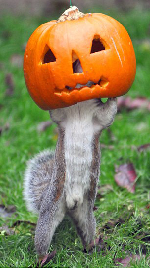 圖：萬圣節的小松鼠和南瓜頭