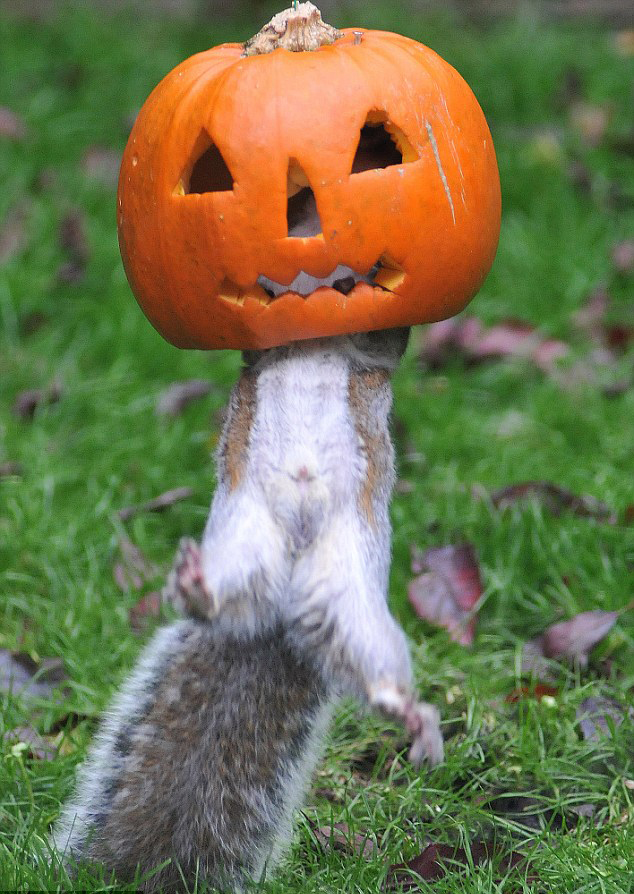 圖：萬圣節的小松鼠和南瓜頭