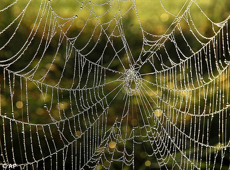 蛛網為何強于“鋼網”？蛛絲內部結構能隨壓力變化