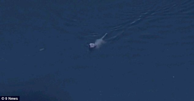 美國女主持直播中“采訪”烈犬嘉賓 被咬傷嘴唇送醫院