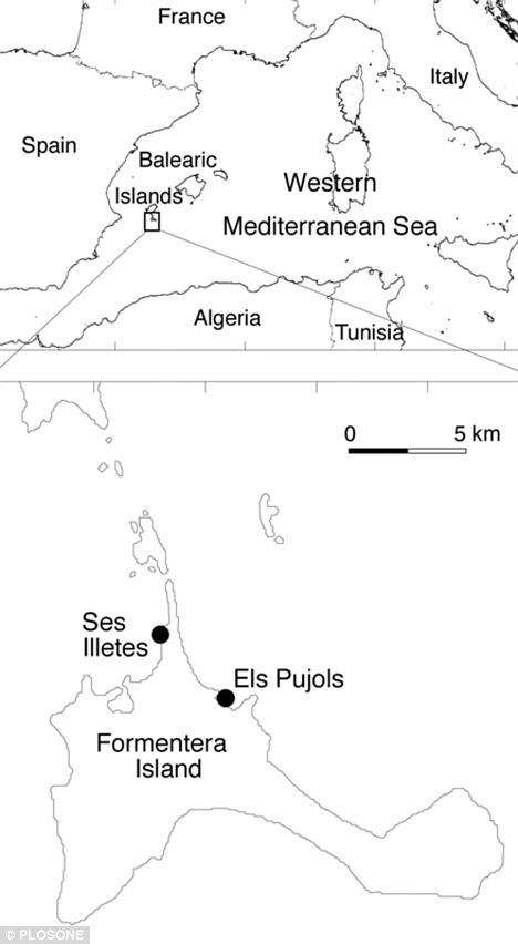 科學家發(fā)現存活20萬年海草群 為地球上“最長壽”生命體